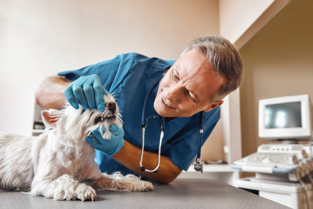 Best 24-Hour Emergency Dental Care in North Lewisburg, OH